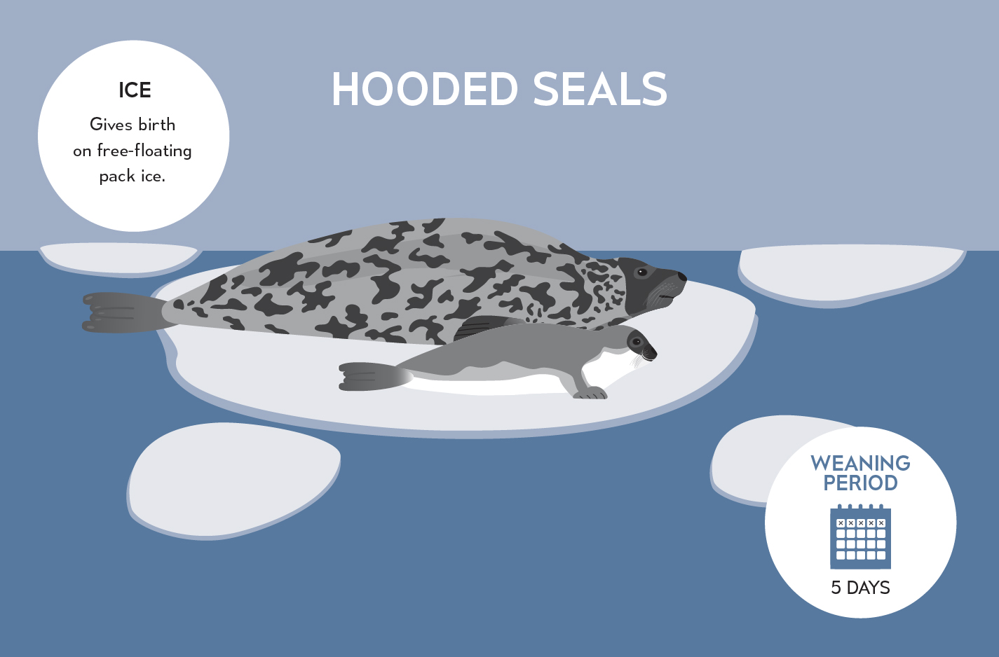 TelusWorld of Science Edmonton Hooded Seal and Pup Illustration