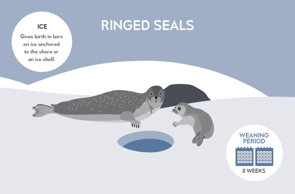 Telus World of Science Edmonton Illustration of Ringed Seal and Pup