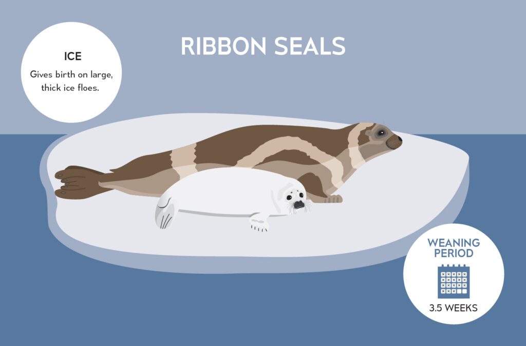 Telus World of Science Edmonton Illustration of a Ribbon Seal and Pup
